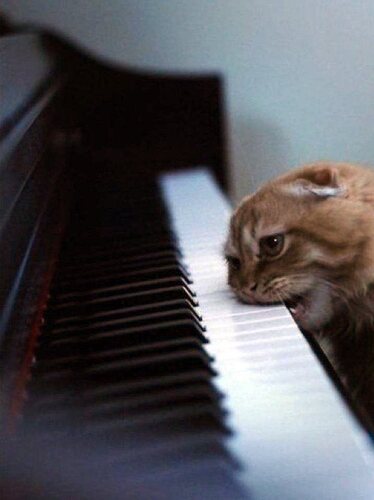 lolcats19.jpg.313a54ab892cec82e95da9a55bfe09f6.jpg